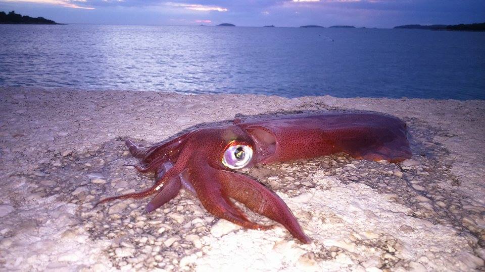 Good Quality Squid Jig | Cuttlefish | Egging